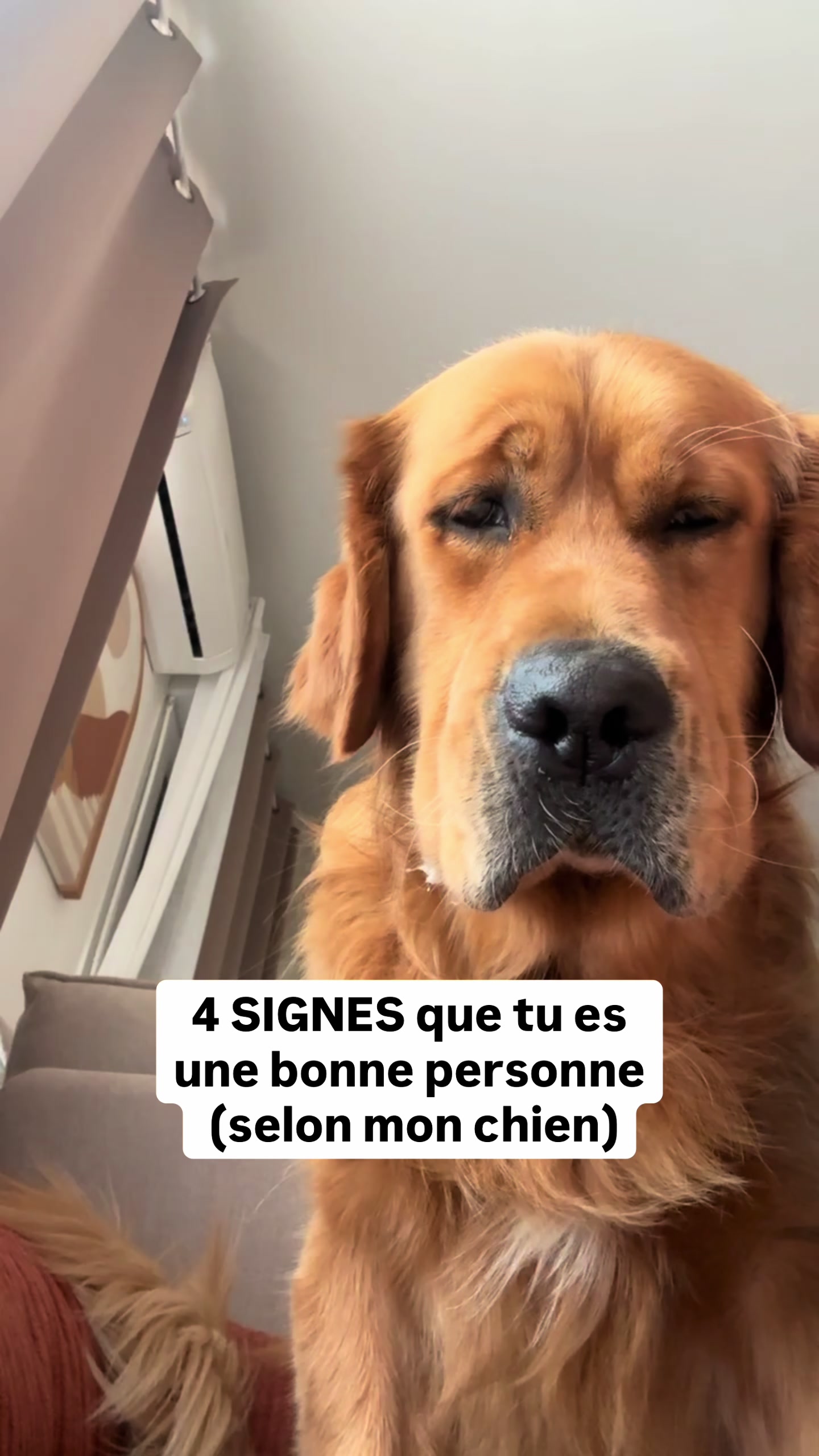 @Uggy Le Golden 🐶