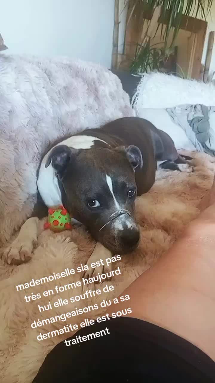 @Mireillevolletber
