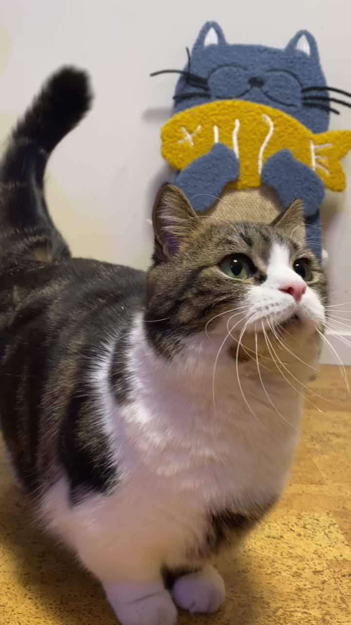 @PawsAndClaws