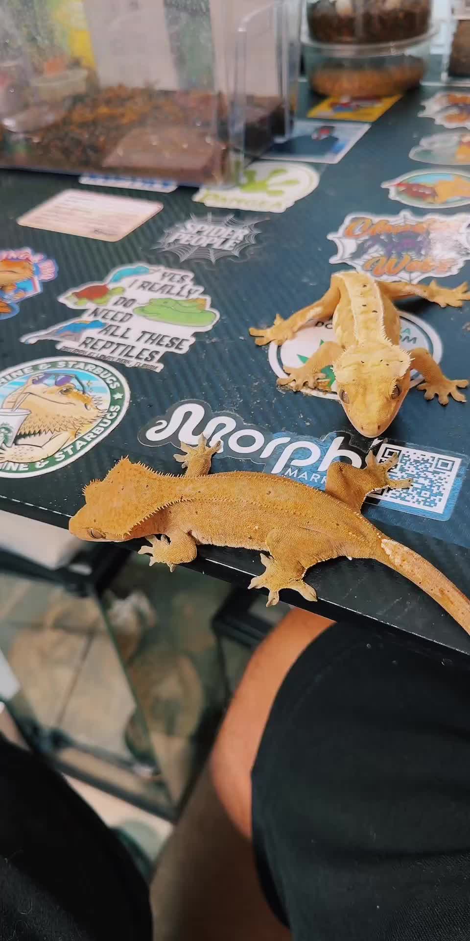 @HTL Exotics