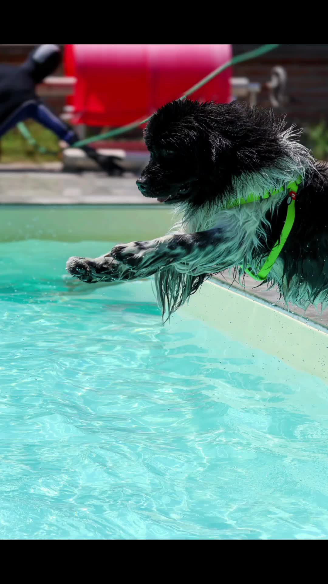 @KikiPetSitter&Photo
