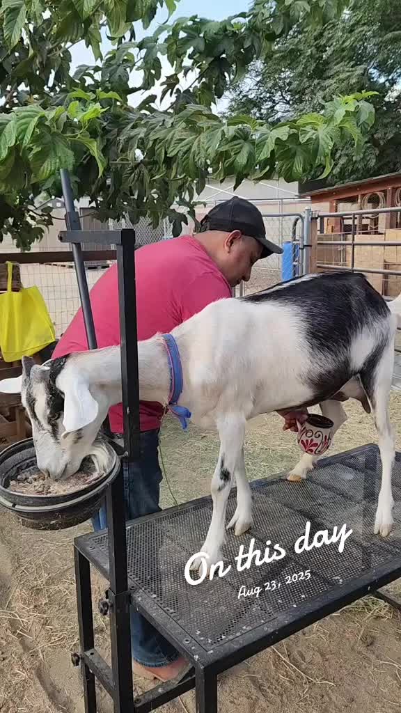 @Nancy | F&N Goat Farm 🐐