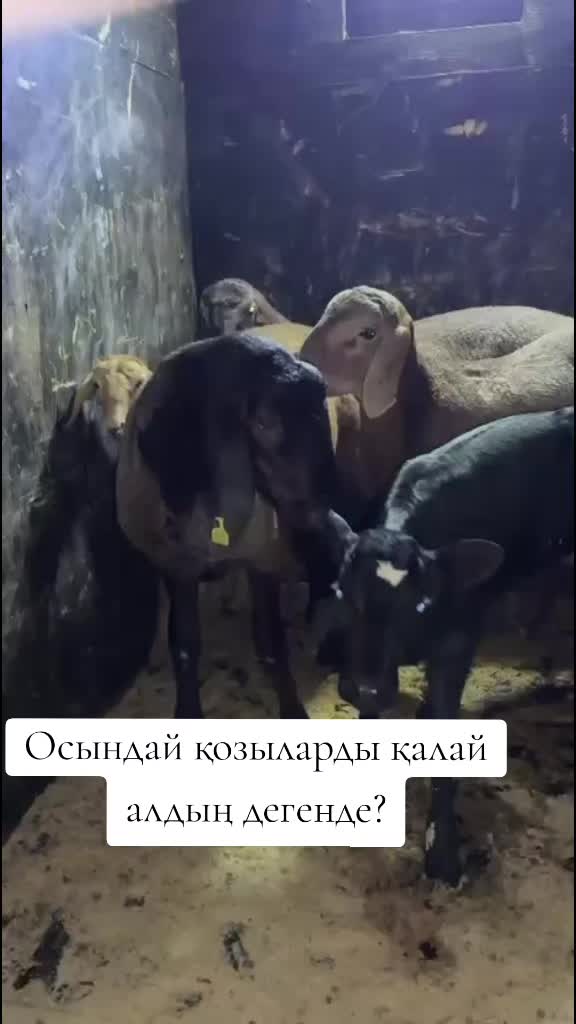 @Гани