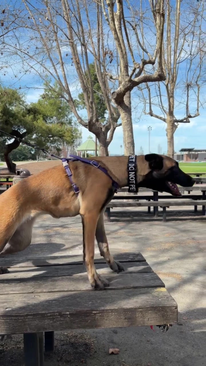 @dogs