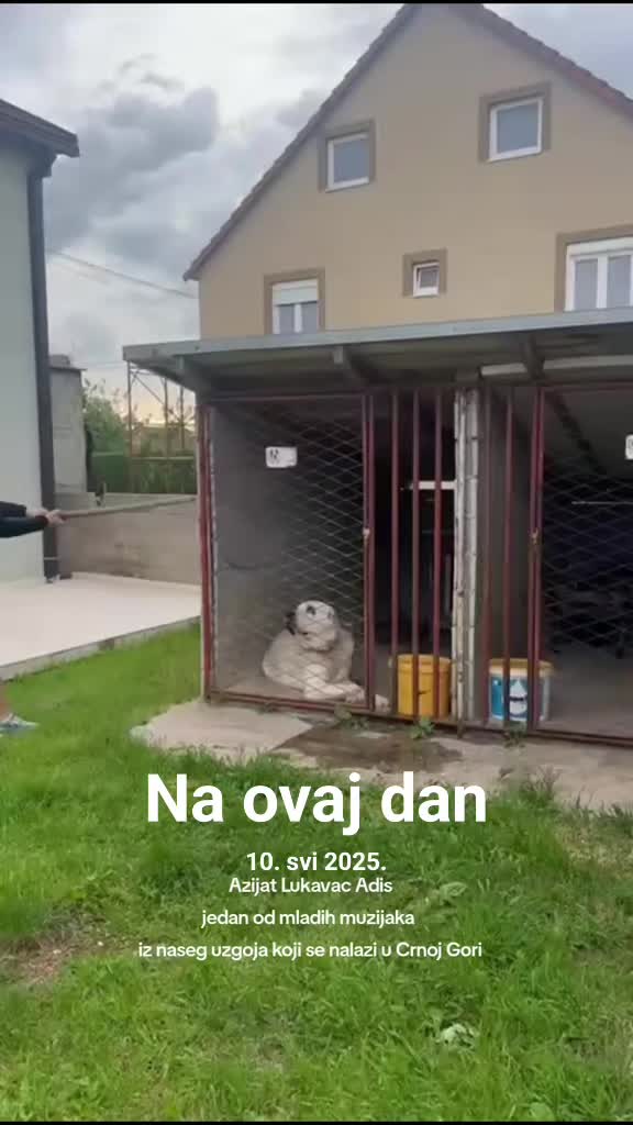 @Alabai Dogs Adis