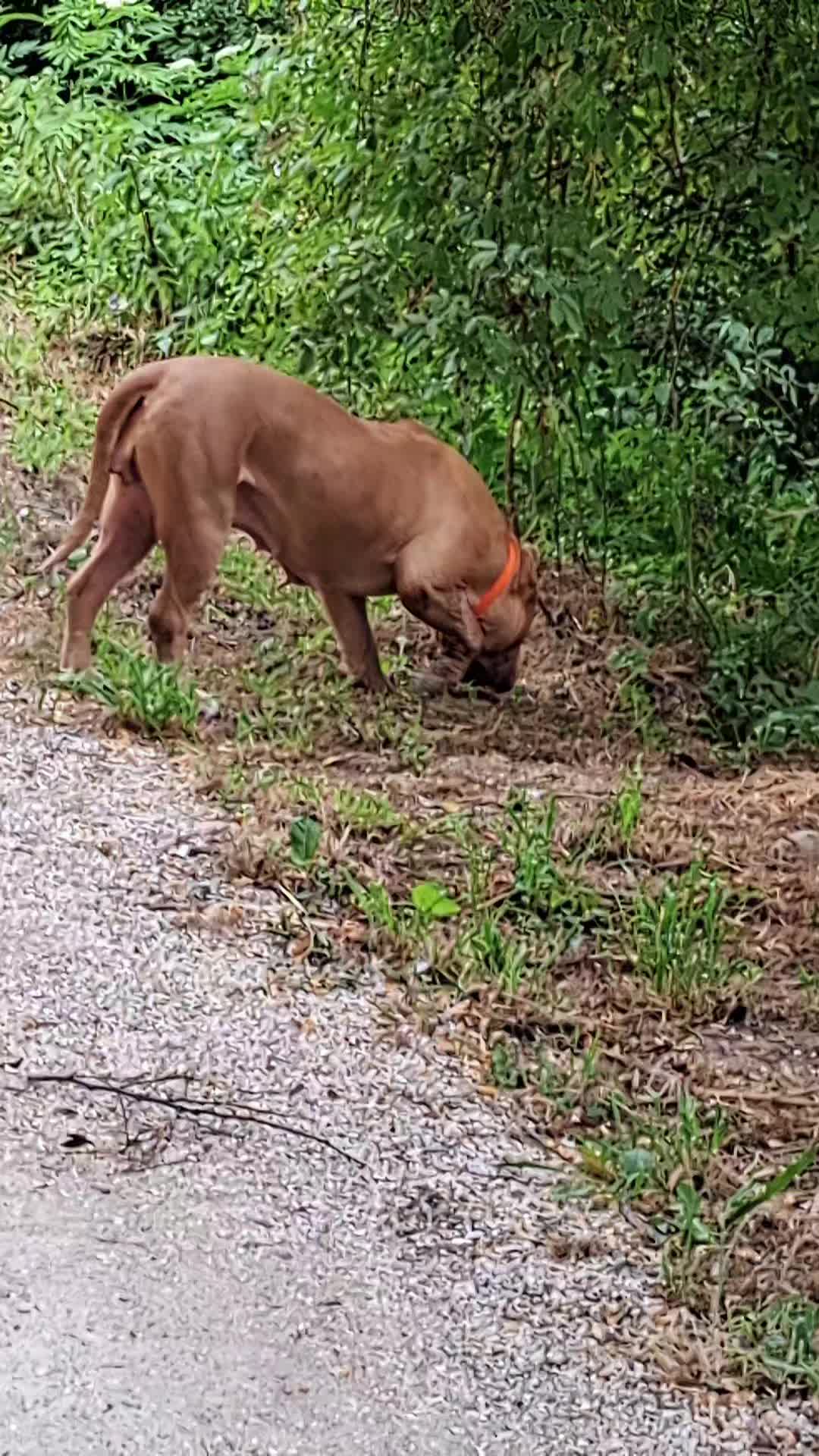 @AKATSUKI BULLY KENNEL 🇭🇹🇫🇷