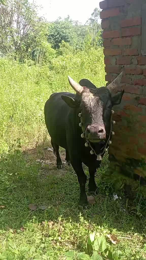 @Tanahun tiger