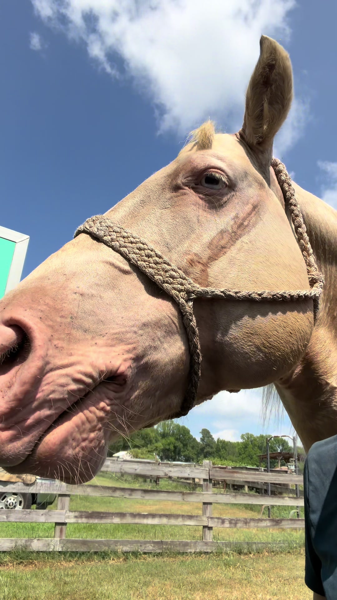 @KY Performance Horses