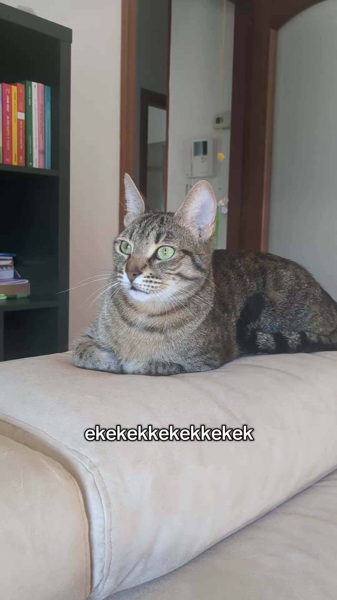 @Lello The Cat