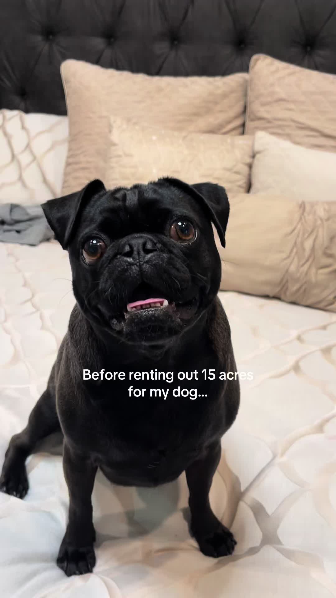 @papitheservicepug