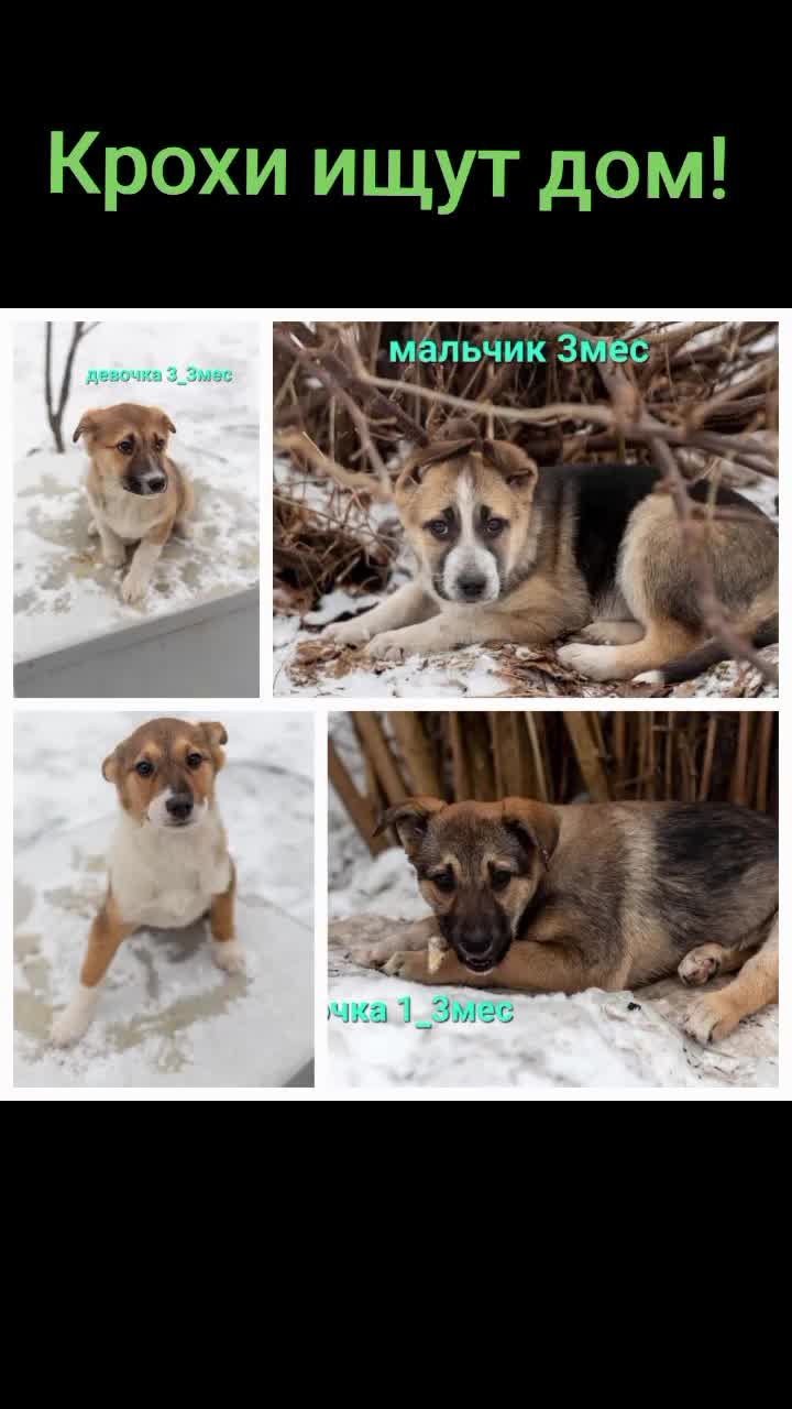 @Animals of Khimki