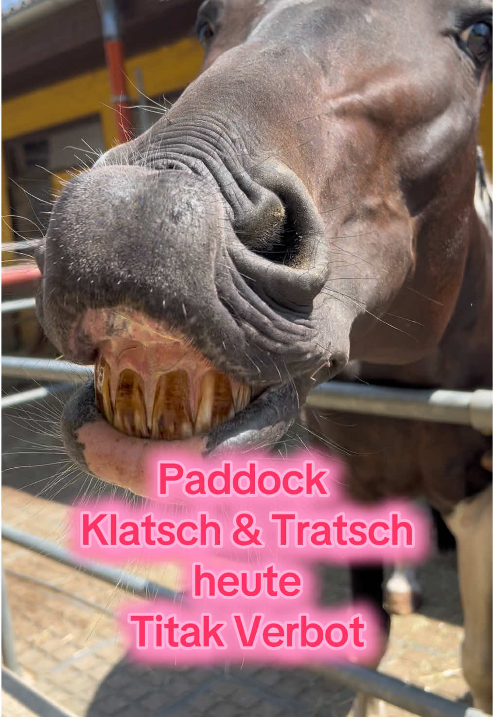 @Sissy und der wilde Pinsel