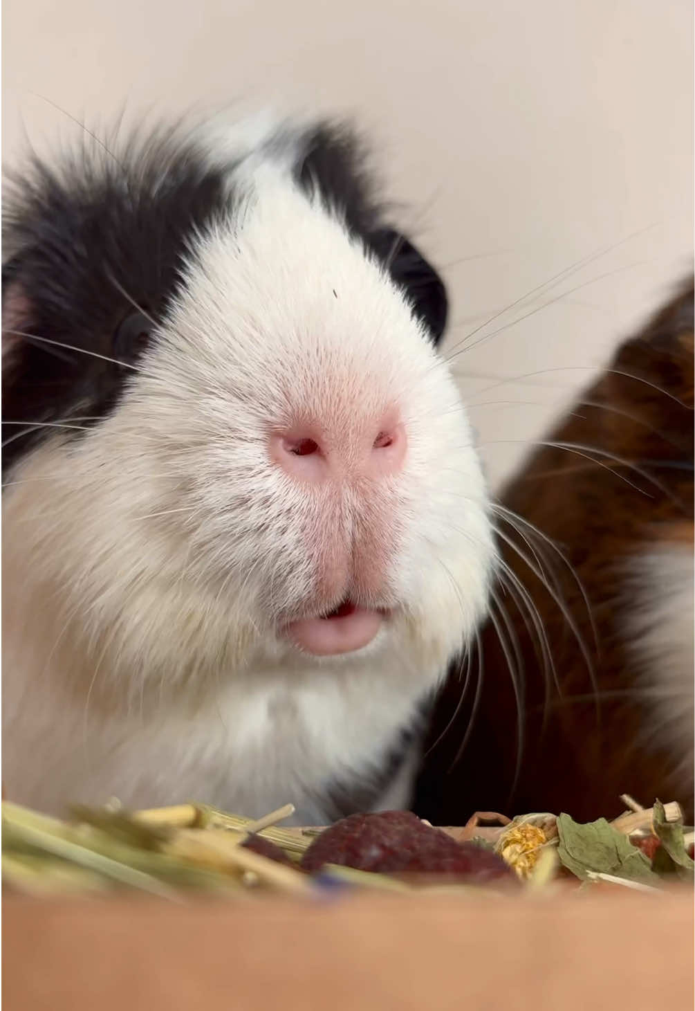 @friendly_guinea_pigs
