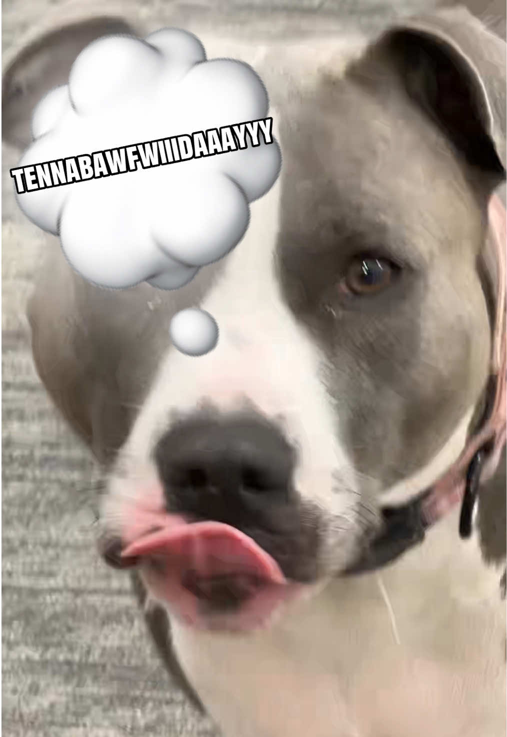 @Cardi Barks