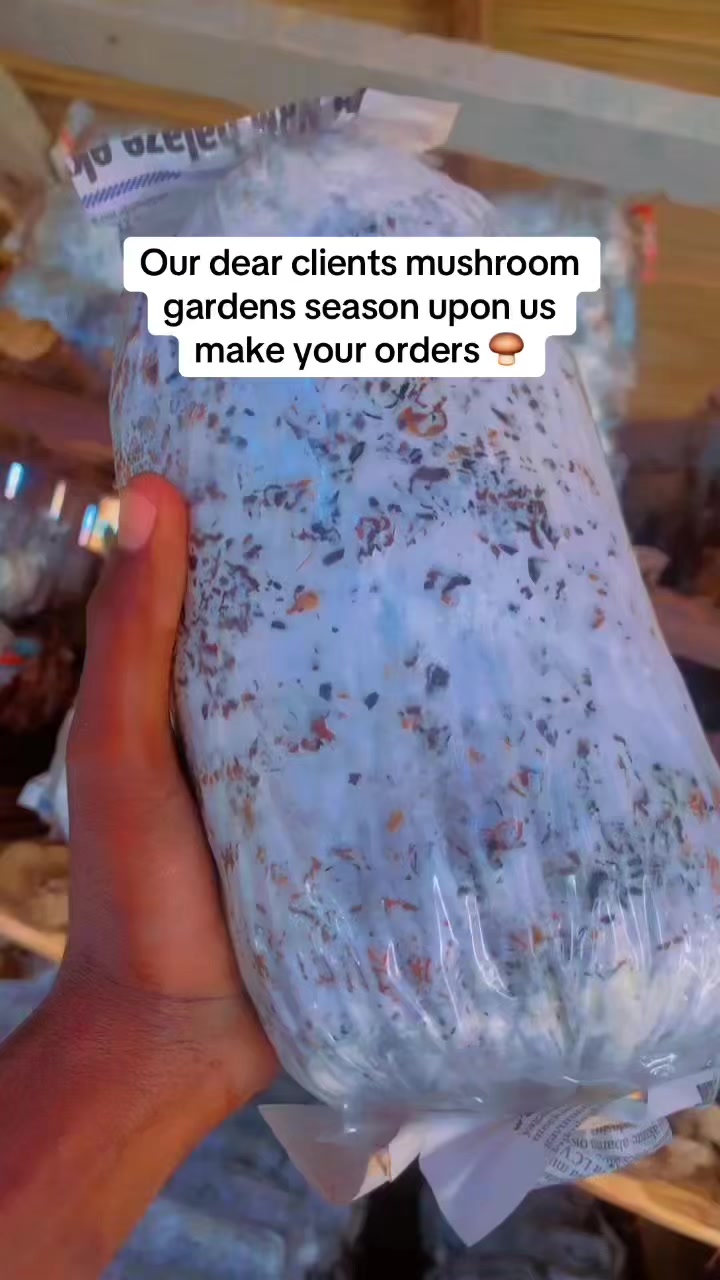 @BLESSED AGRICULTURAL MUSHROOM