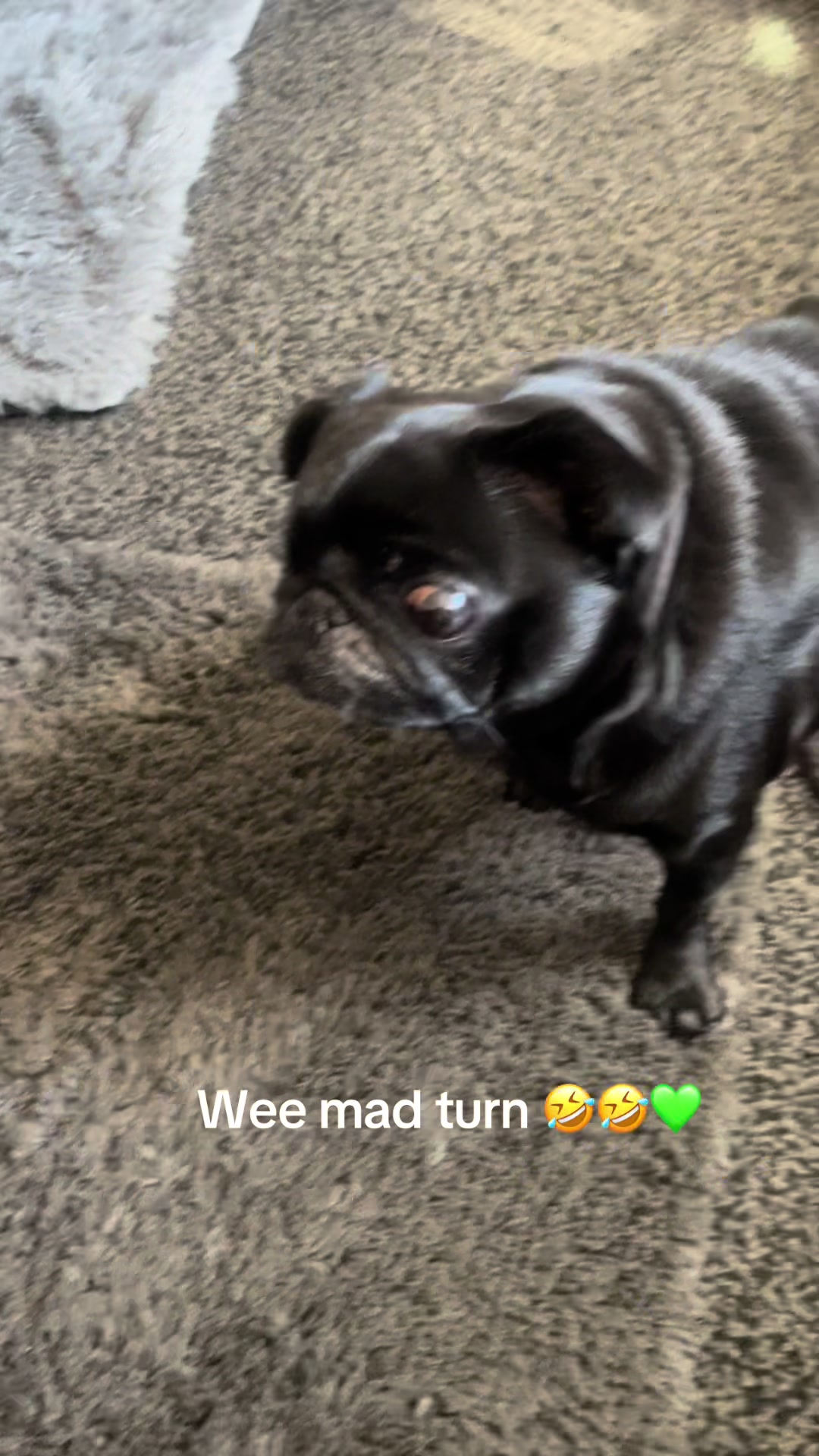 @lulutheboringpug