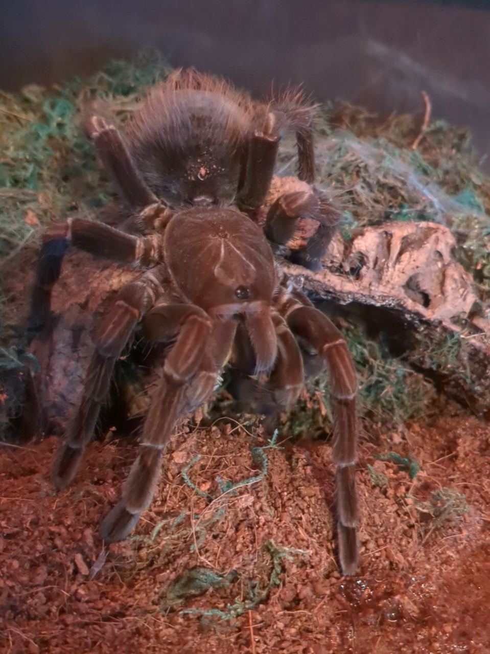 @Eryri Exotics