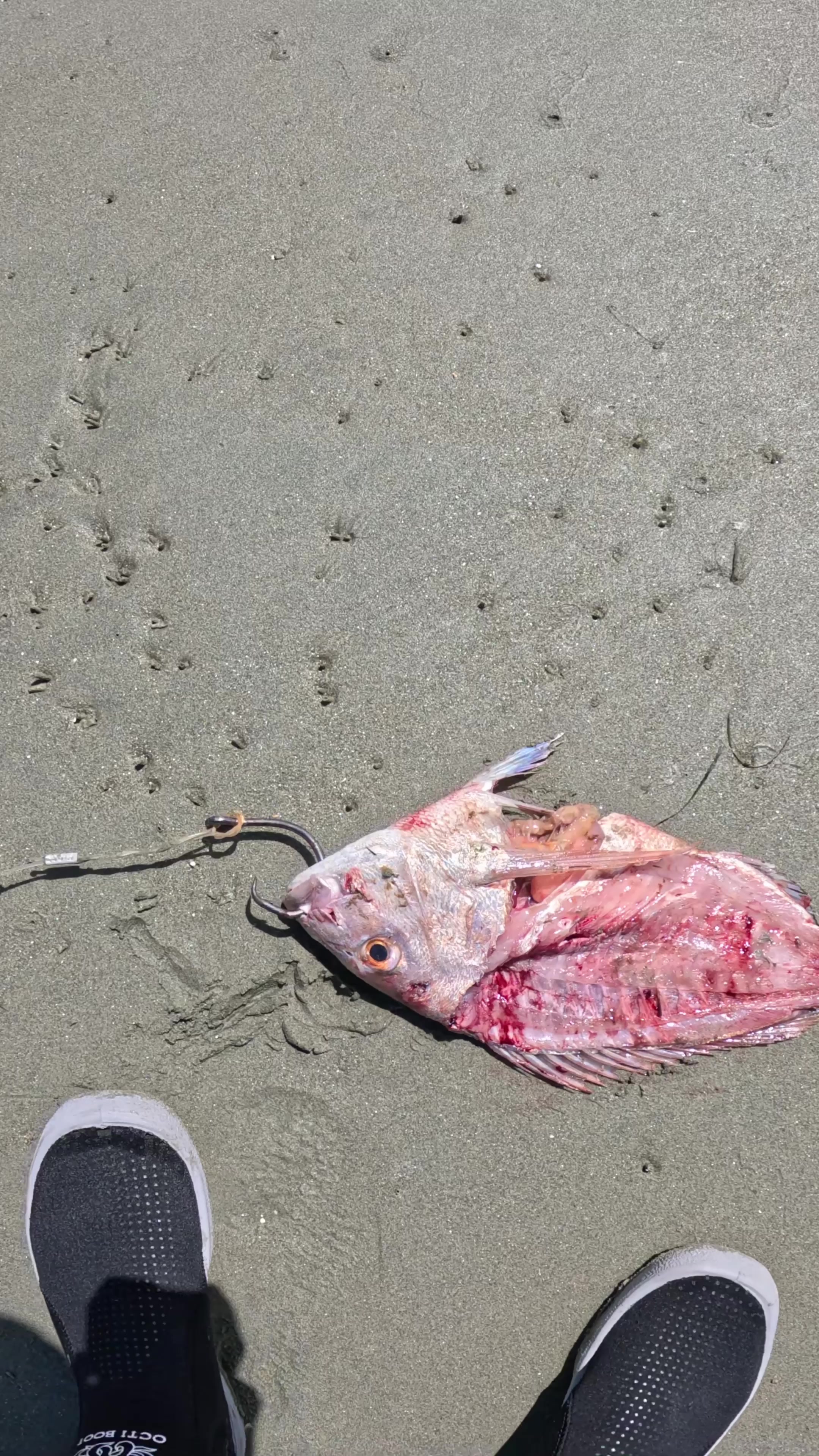 @cthfishing