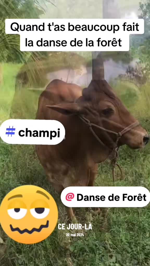 @j'menbalek je suis chokbarbar