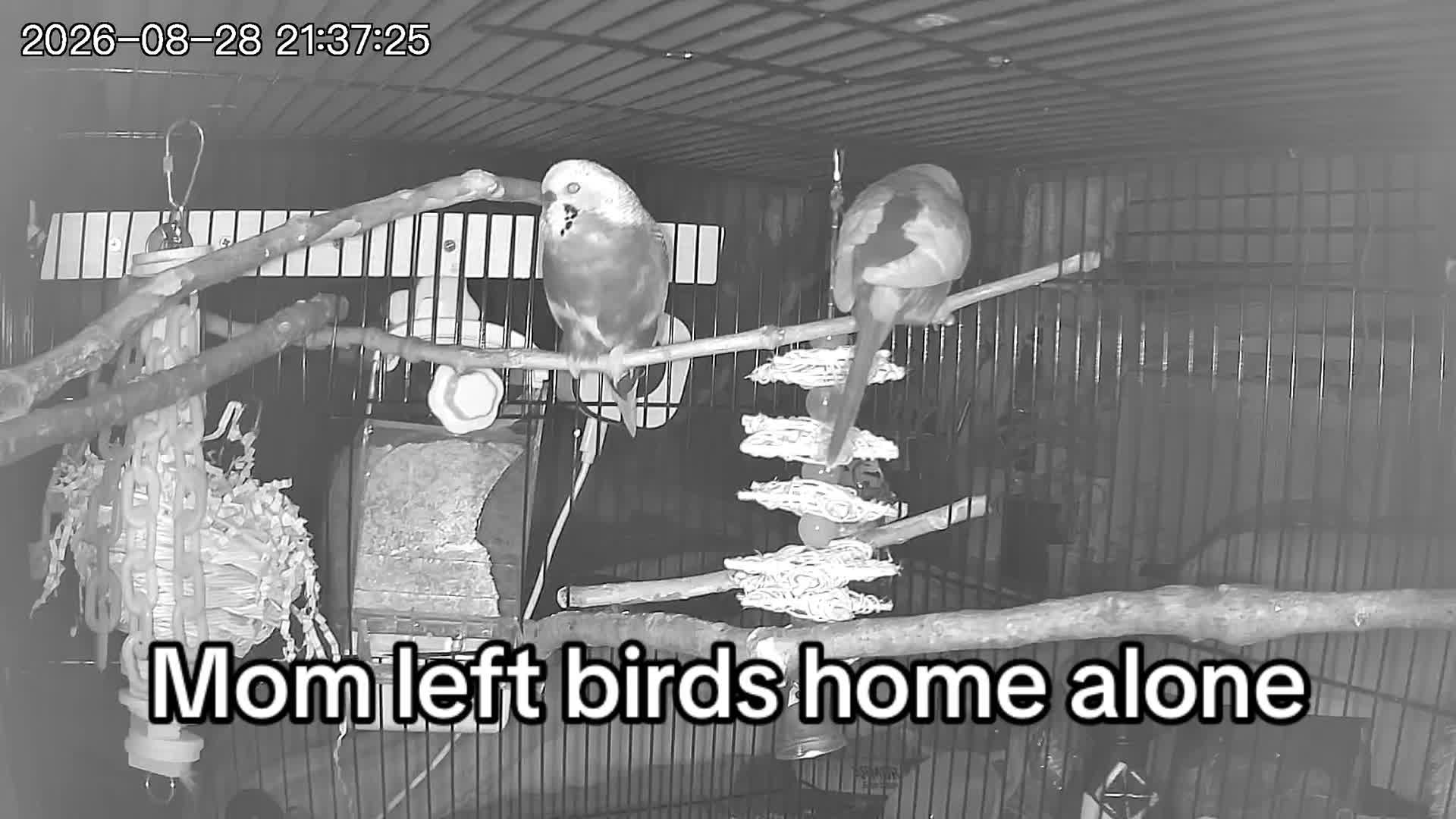 @Kiwi and Gizmo