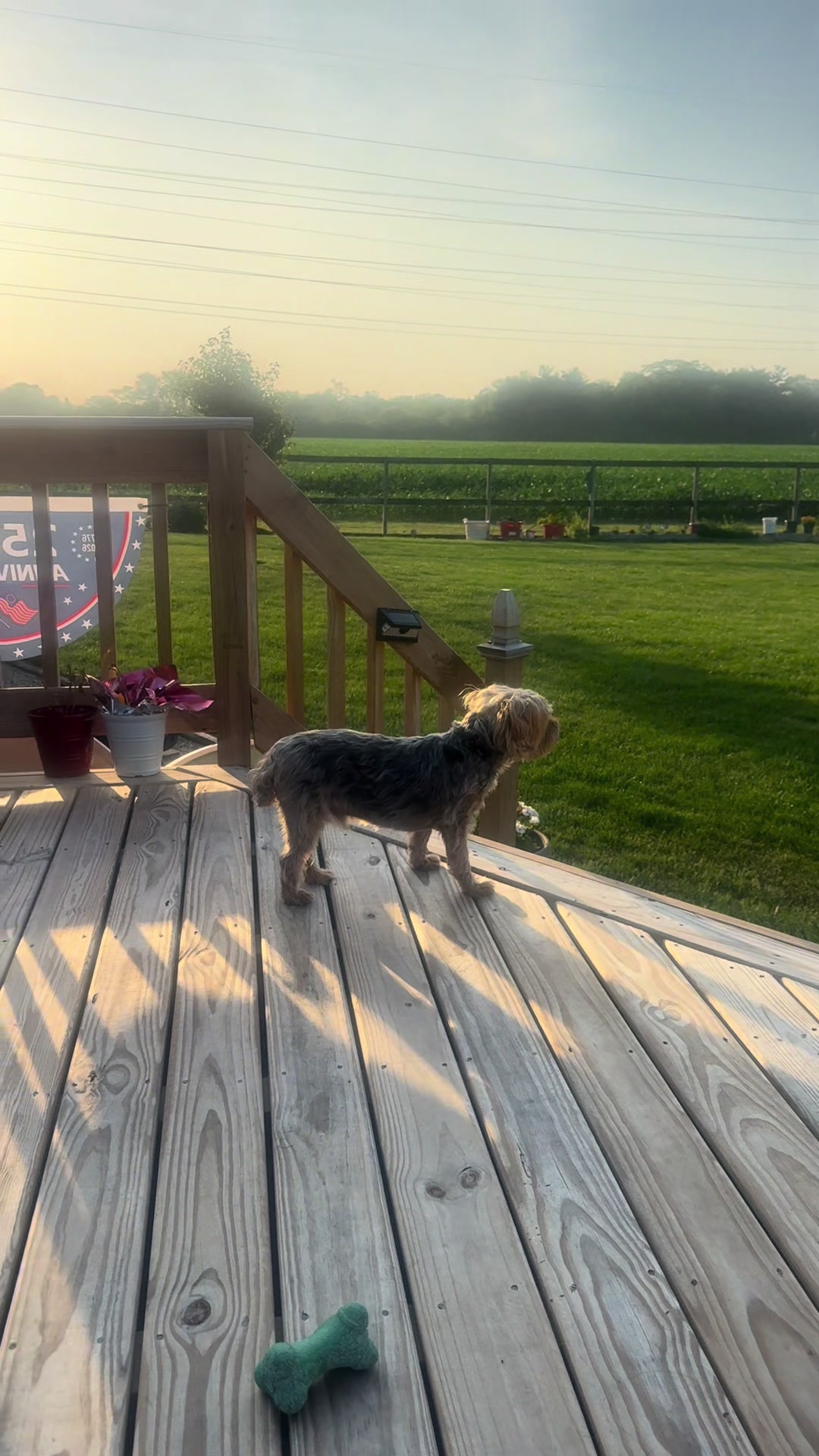 @masonyorkieandmom18