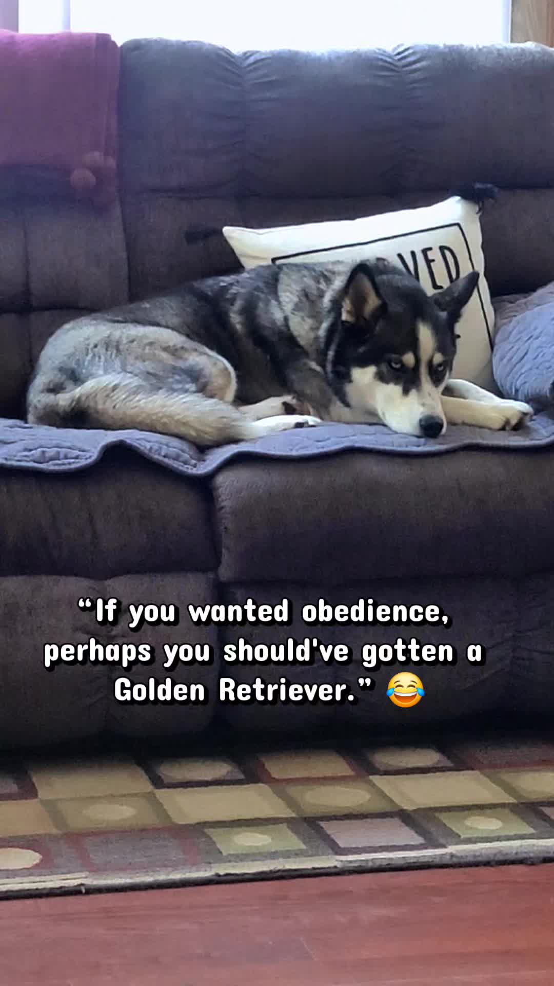 @the Hussey Husky