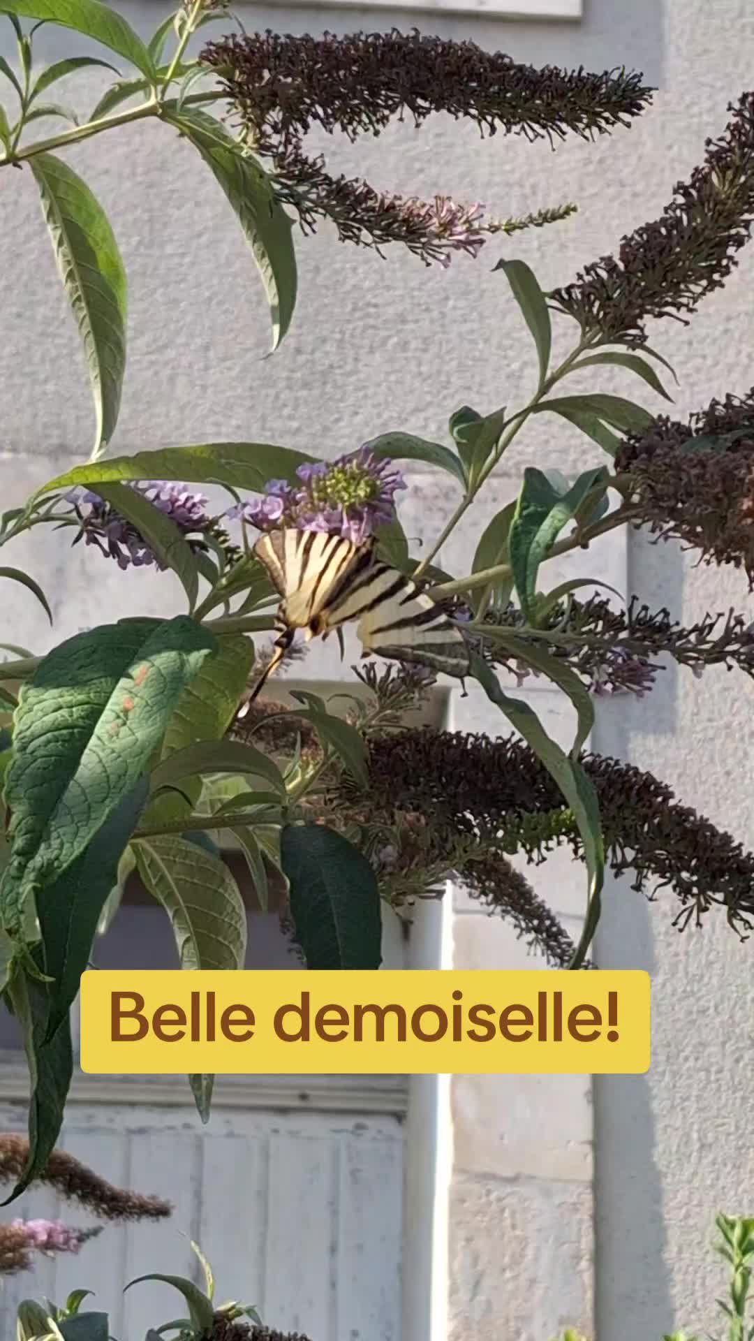 @SL