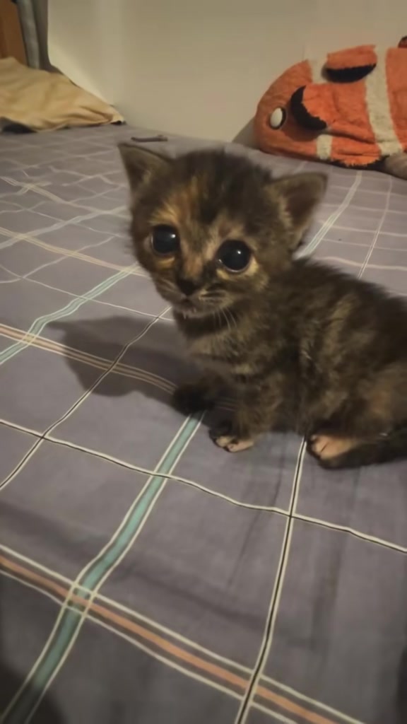 @catbosssss