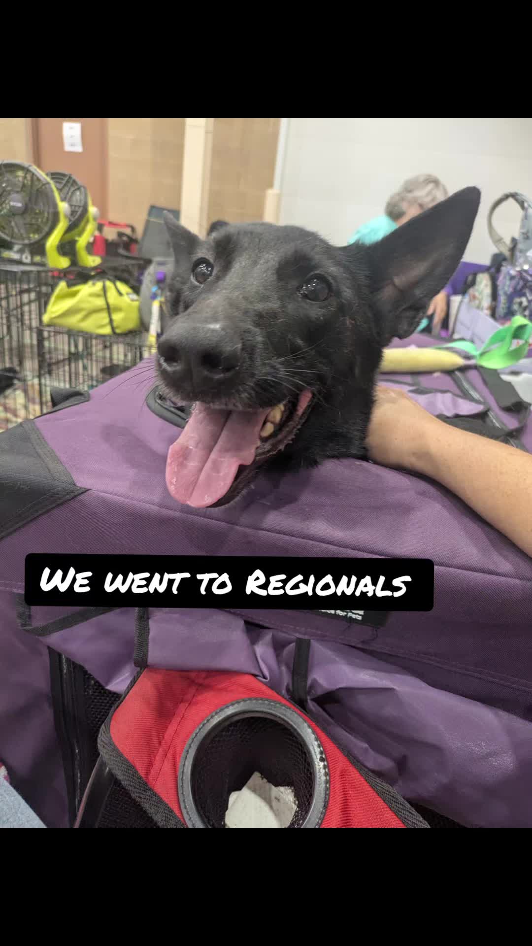 @Muttstrutt