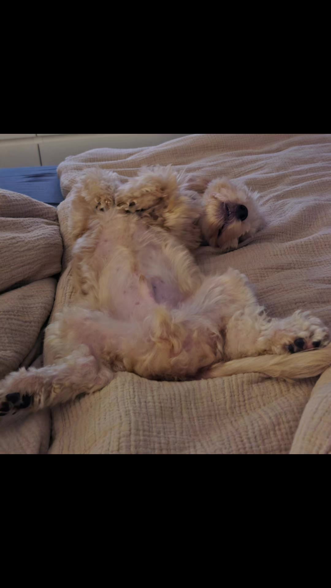 @SabrinaTeamWuffhaus🐕
