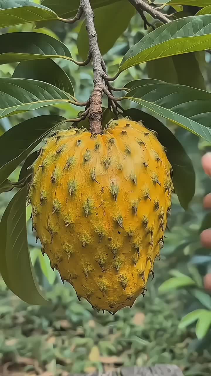 @Food & fruit 🍑
