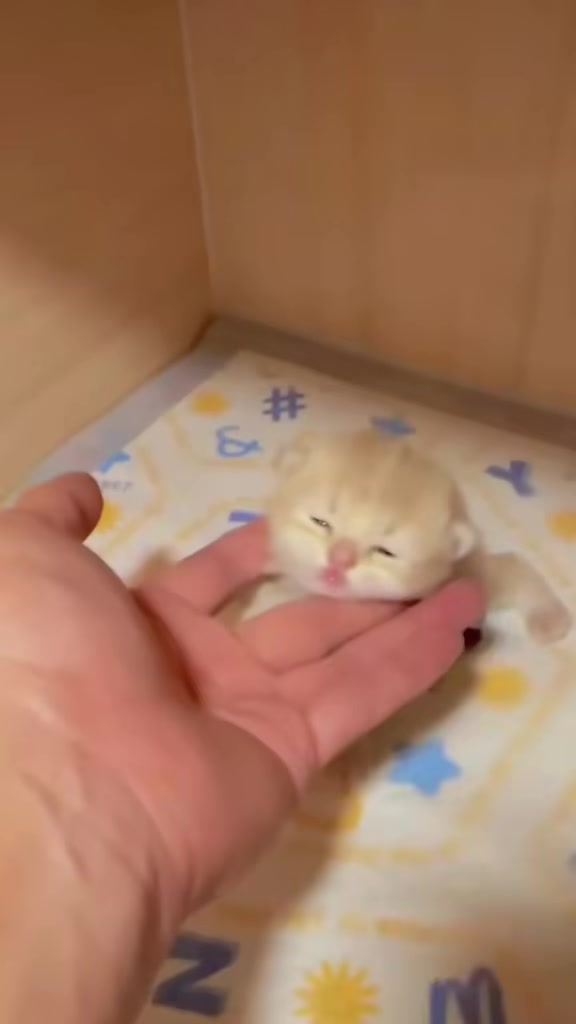 @catbosssss