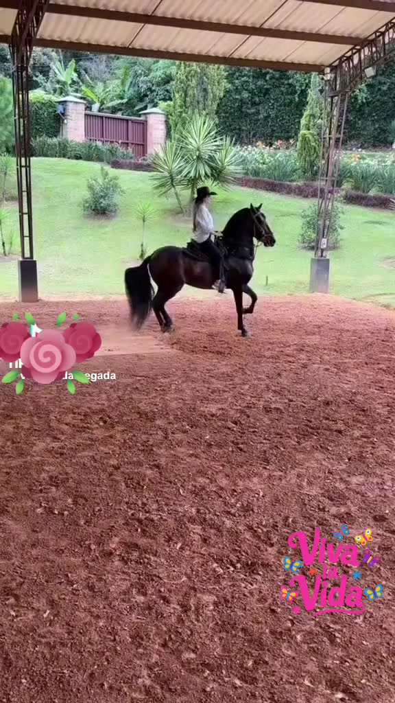 @conrrado Vásquez