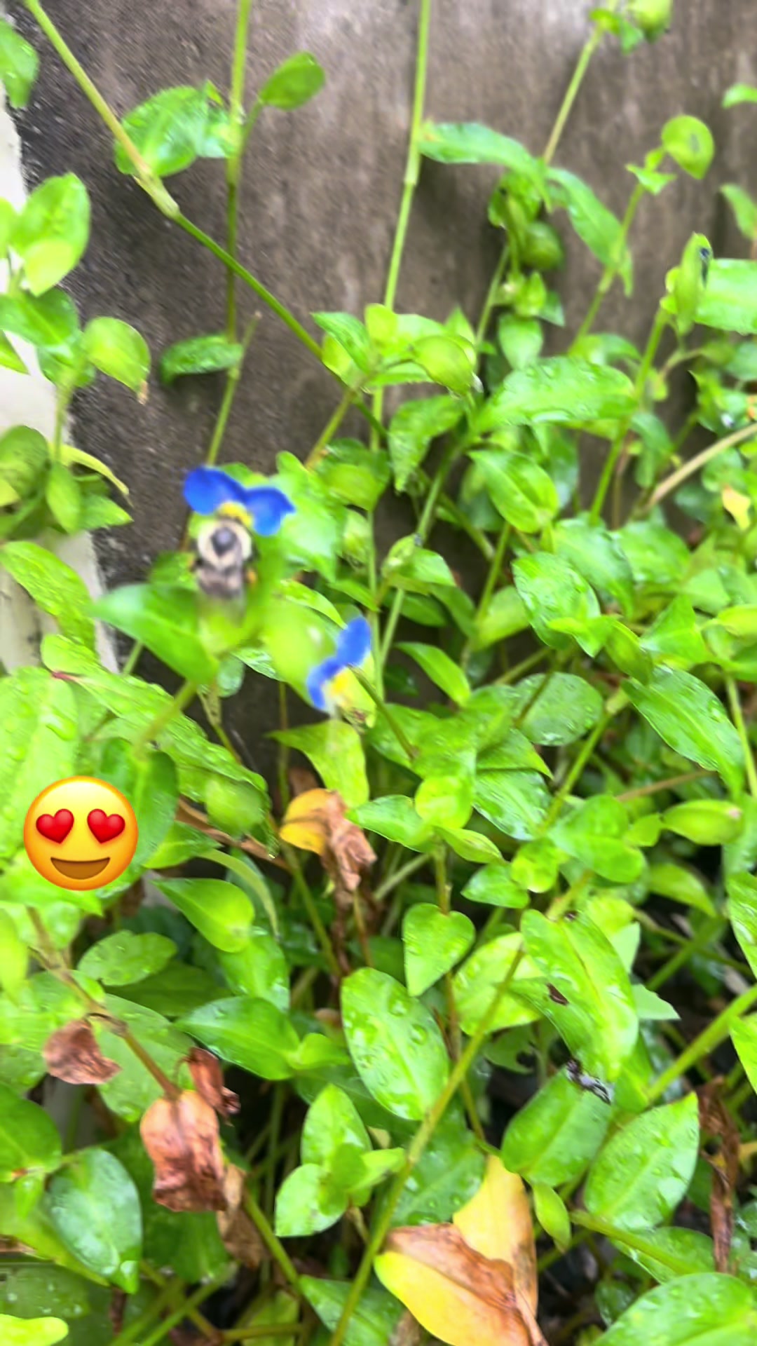 @gladisromero503