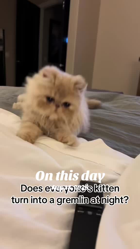 @Biscotti & Figaro