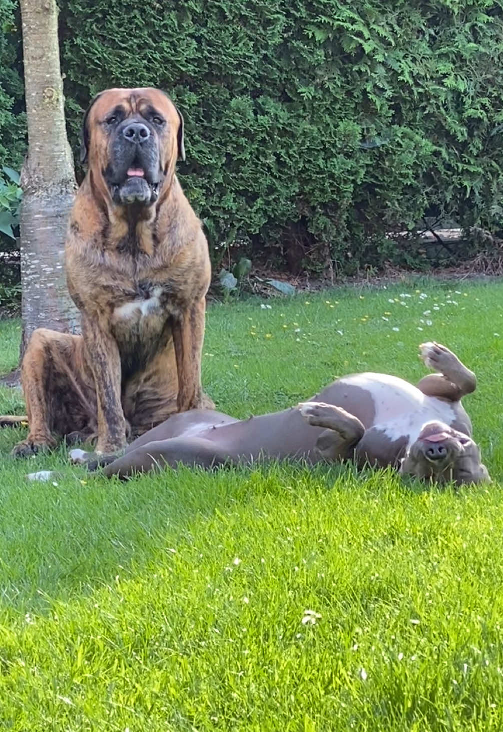 @𝑨𝒏𝒊 🐾 🇩🇪 🦅ᶜʳʸᵖᵉ
