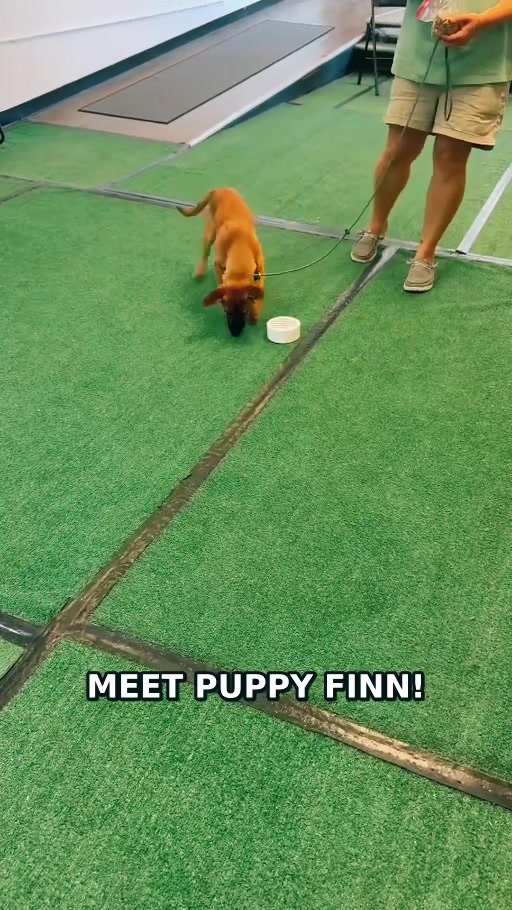 @Tactical K9s Dog Training