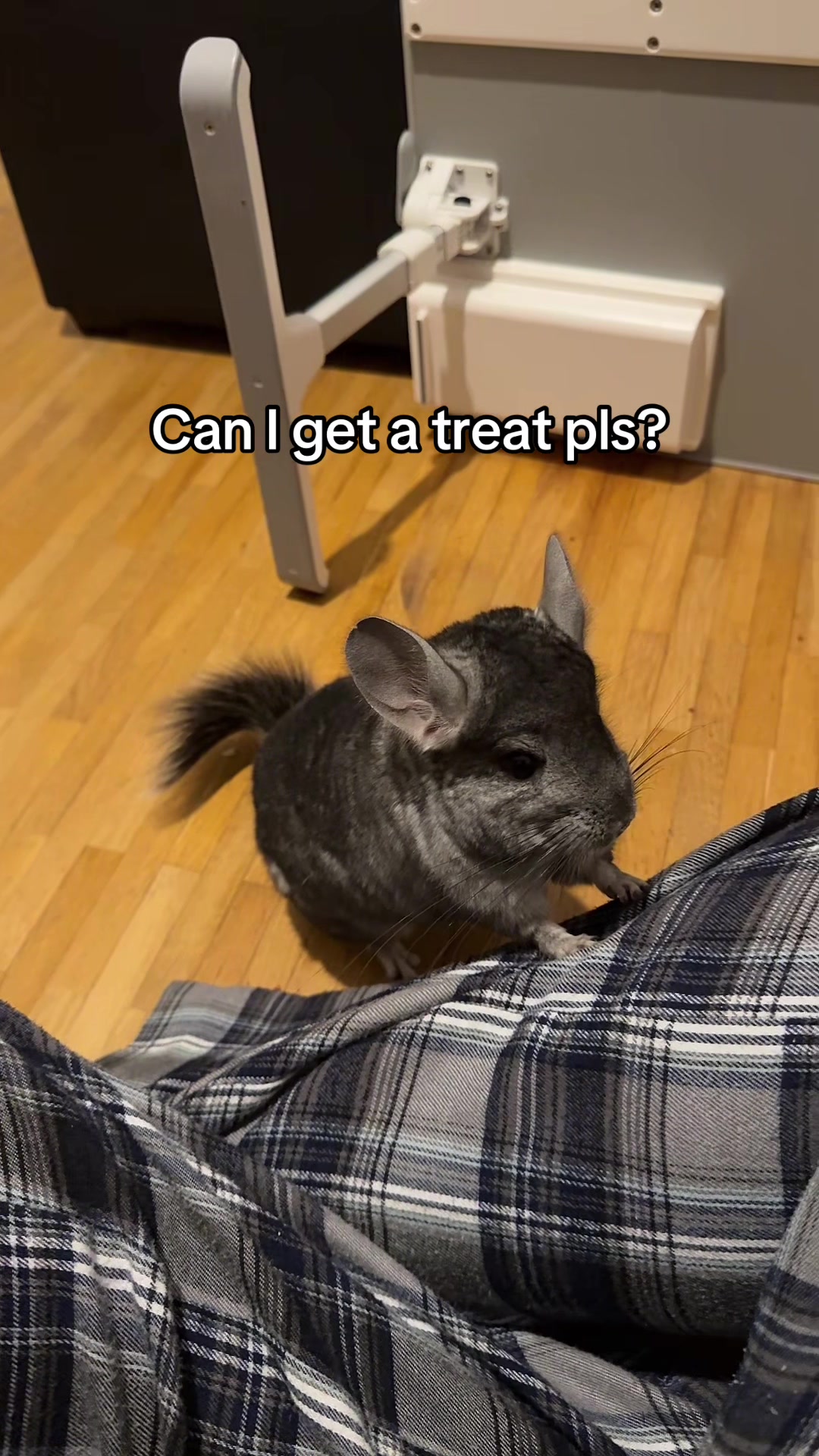 @BANDIT & STRIPE