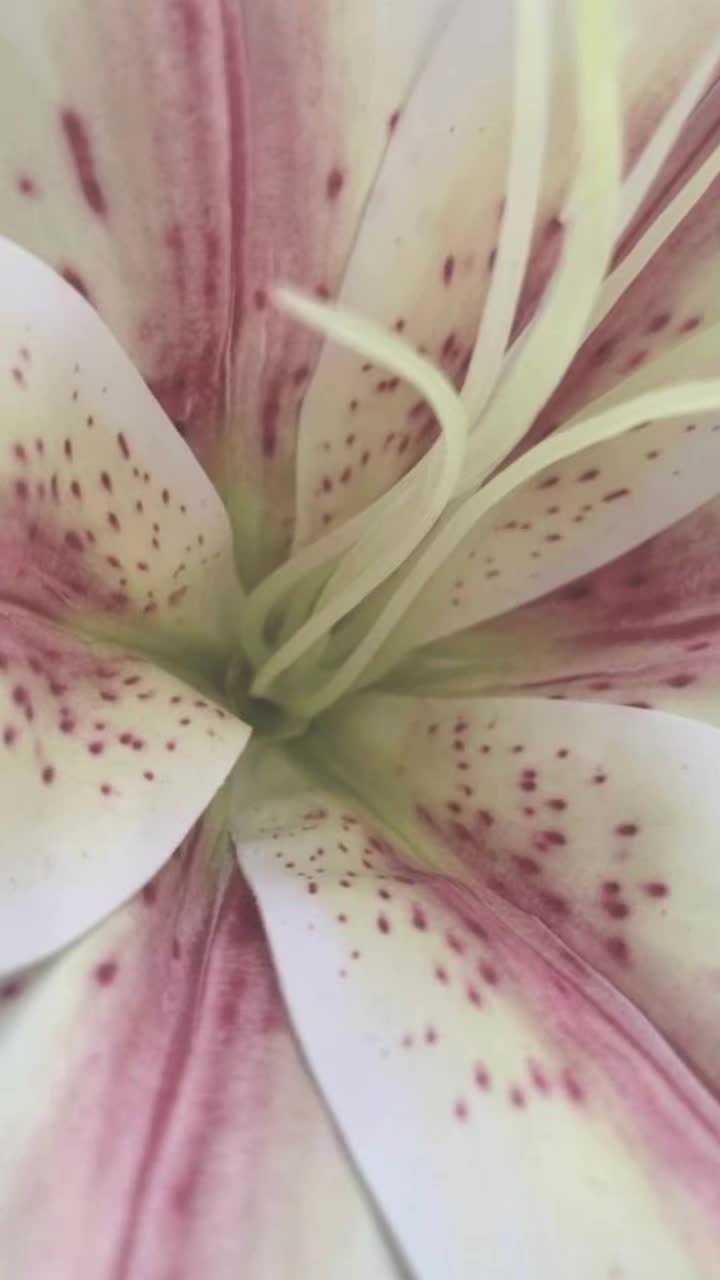 @𝙖𝙪𝙧𝙚𝙡𝙞𝙖 ࣪ ˖ ໒꒱