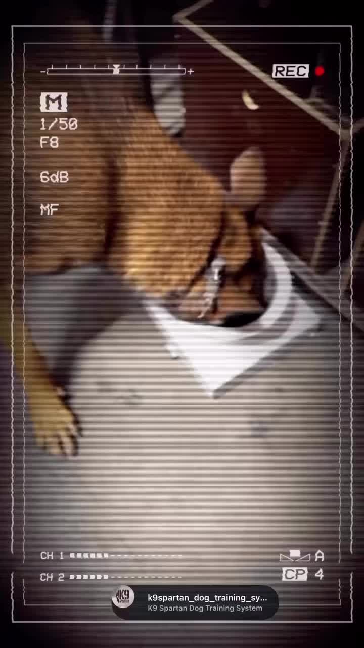 @k9spartan