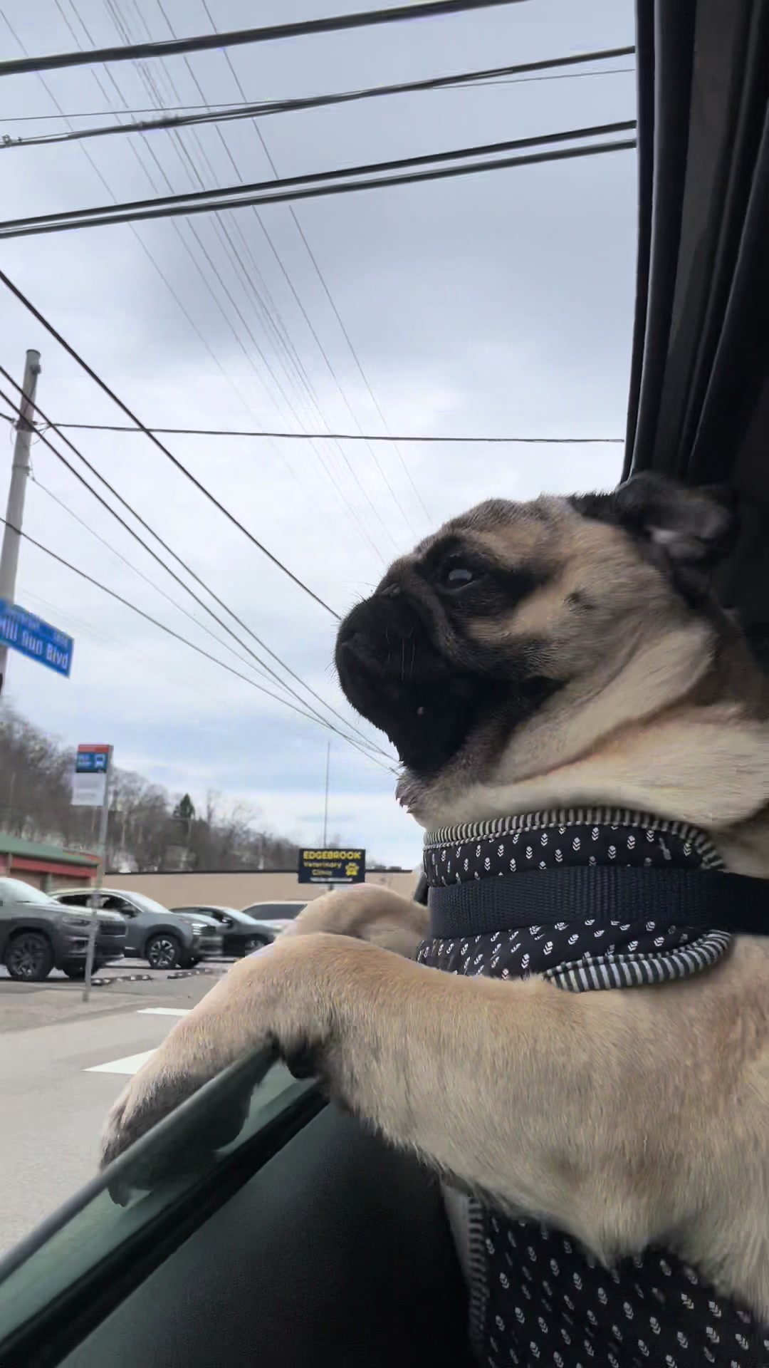 @thewinterpug