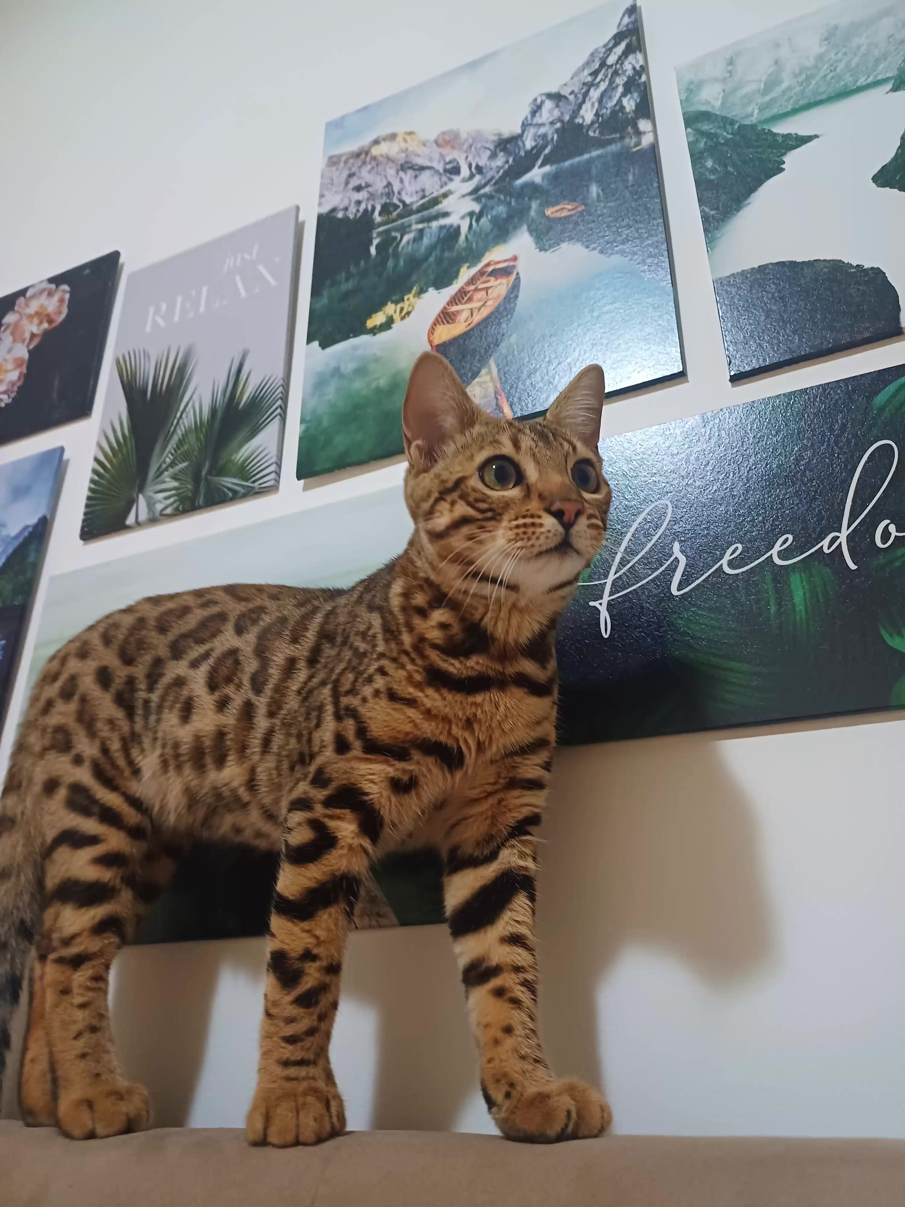 @Rio.supercat
