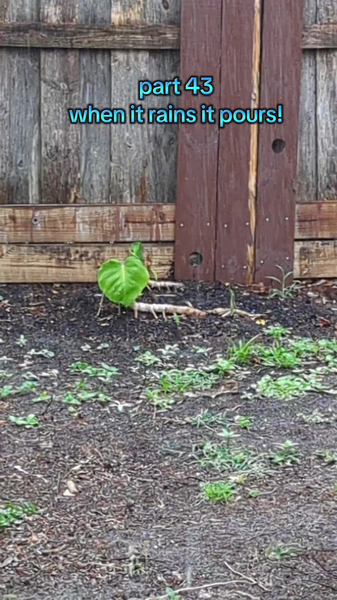 @Monstera Man