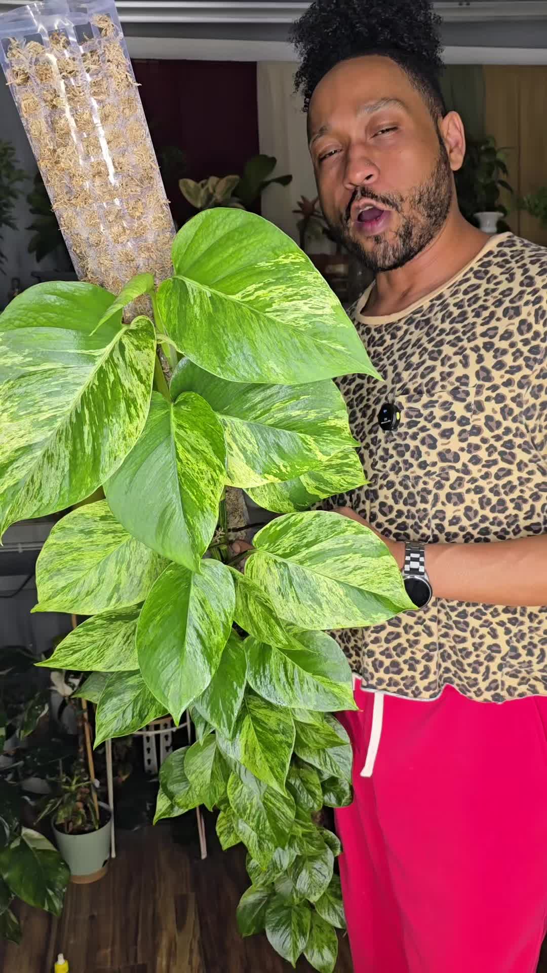 @JT - BigEGOPlants