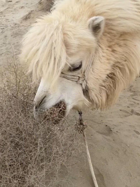 @Gislason Camel