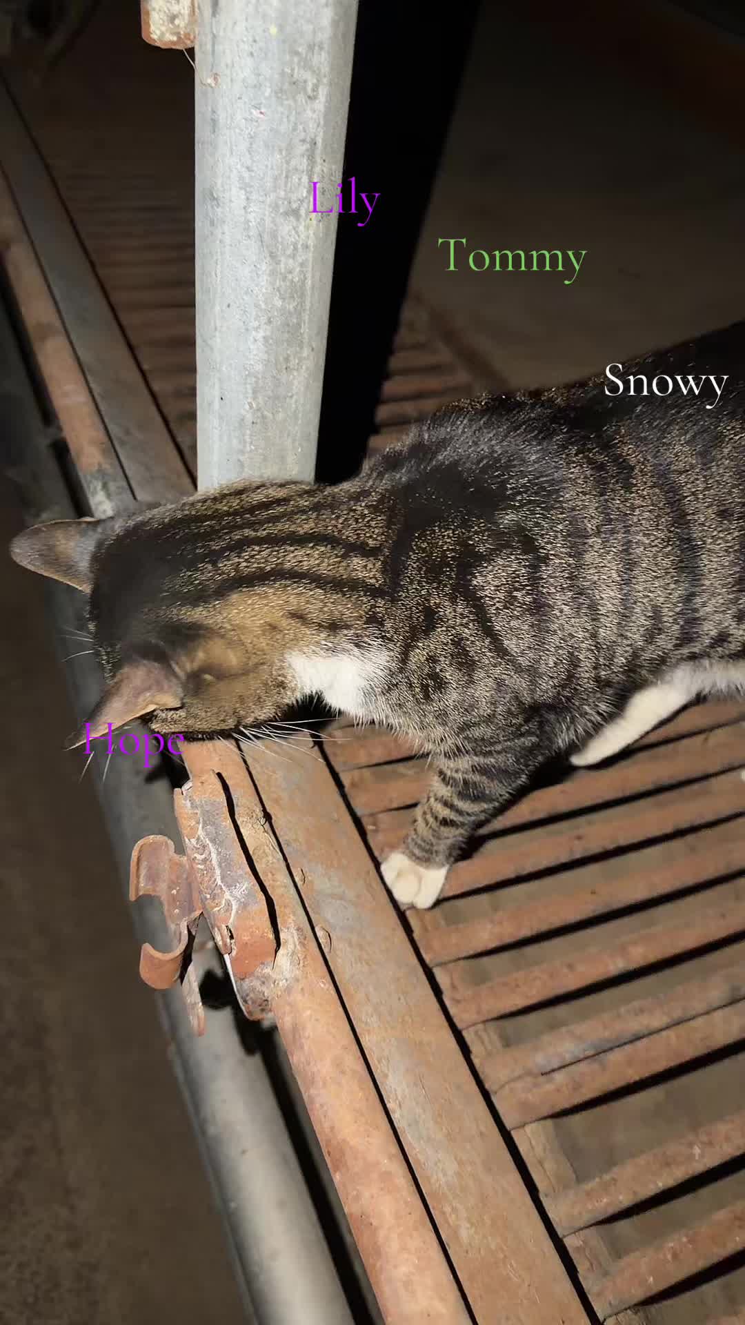 @Amri Gatitos