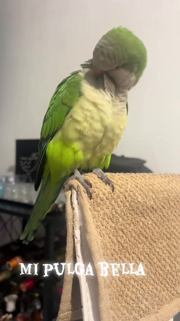 @Charlie🦜