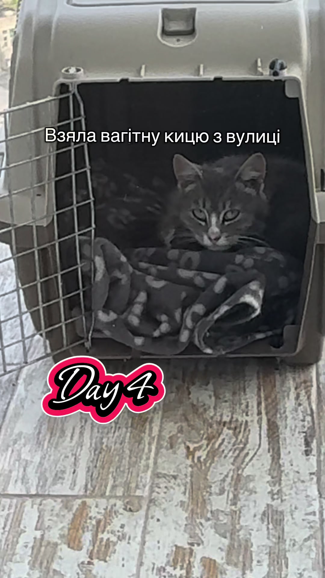 @Корнелія Удовенко
