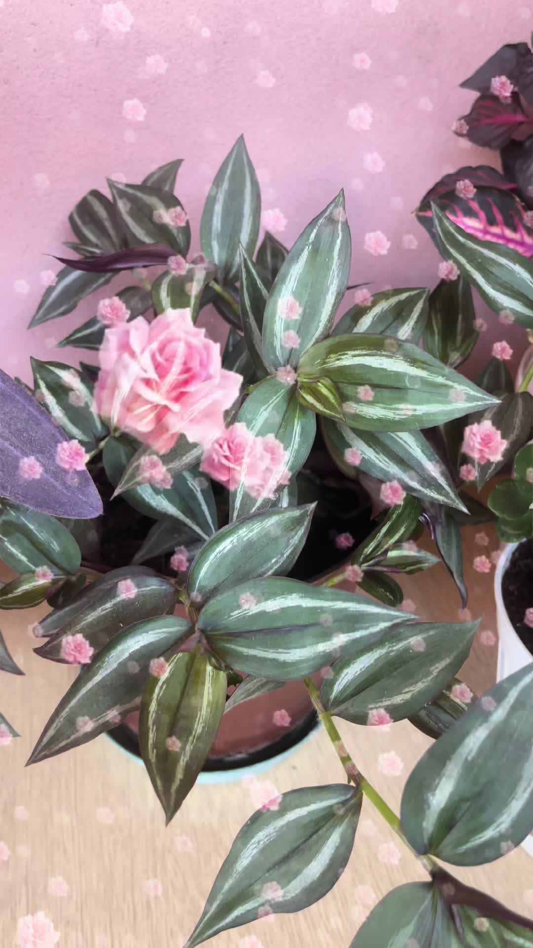 @🌹G&uuml;lo G&uuml;l🌹