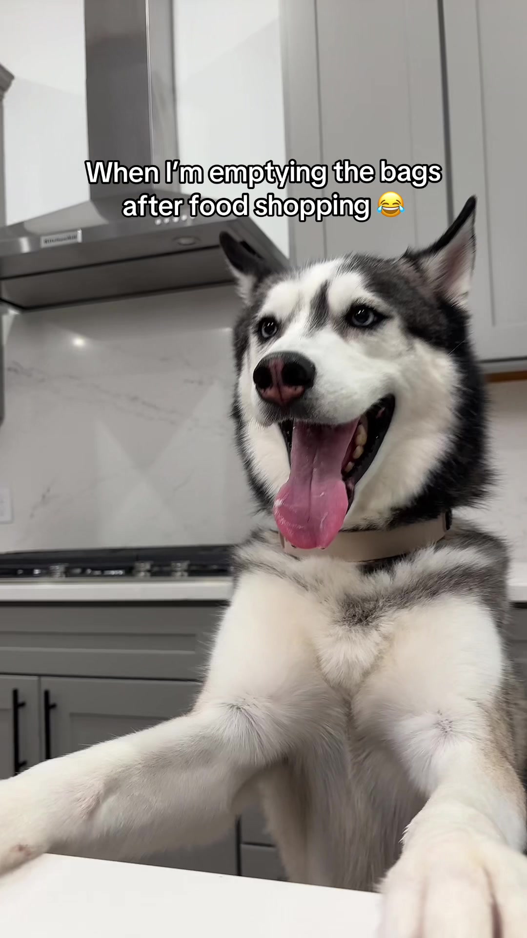 @lifewith2huskies